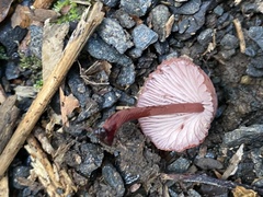 Mycena mariae