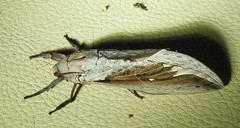 Abantiades labyrinthicus