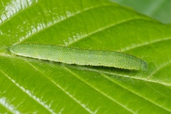 Gonepteryx rhamni