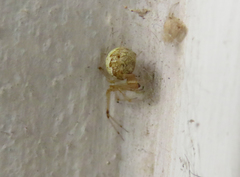 Theridiidae