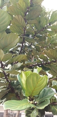 Ficus lyrata