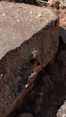 Odynerus cinnabarinus