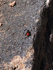 Odynerus cinnabarinus