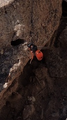 Odynerus cinnabarinus