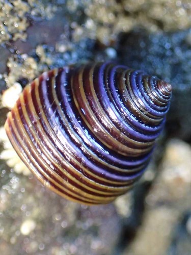 Blue-Ringed Top Snail
