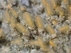 Pycnoclavella stanleyi