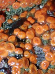 Metandrocarpa taylori