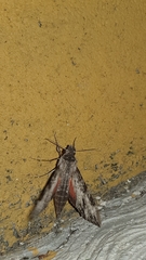 Erinnyis oenotrus
