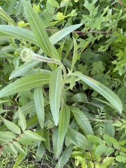 Echinacea angustifolia