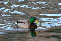 Anas platyrhynchos