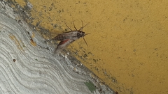 Erinnyis oenotrus