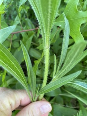 Echinacea angustifolia