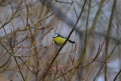 Cyanistes caeruleus caeruleus