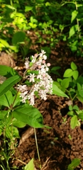 Asclepias quadrifolia