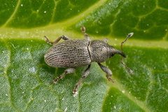 Tychius picirostris
