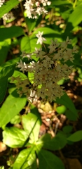 Asclepias quadrifolia