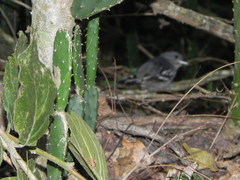 Thamnophilus ambiguus