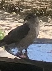 Accipiter cooperii