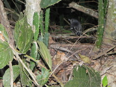Thamnophilus ambiguus
