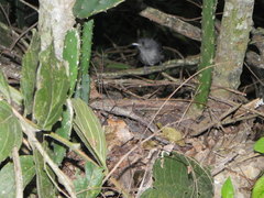 Thamnophilus ambiguus