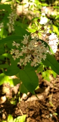 Asclepias quadrifolia
