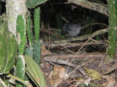 Thamnophilus ambiguus