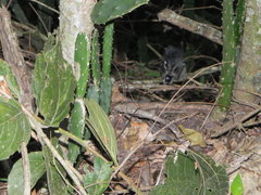 Thamnophilus ambiguus