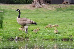 Branta canadensis