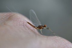 Ephemerella