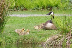 Branta canadensis