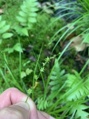 Carex seorsa