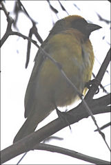 Ploceus velatus