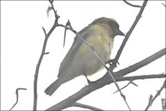 Ploceus velatus
