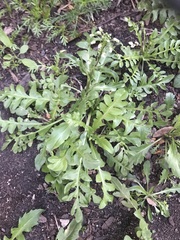 Capsella bursa-pastoris