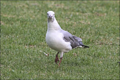 Chroicocephalus cirrocephalus