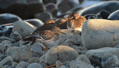 Calidris ptilocnemis