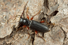 Tetropium castaneum
