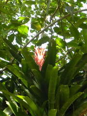 Billbergia pyramidalis