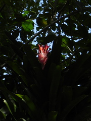 Billbergia pyramidalis