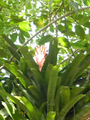 Billbergia pyramidalis