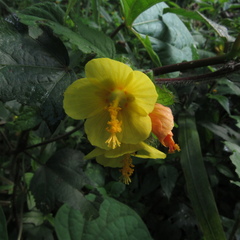 Malachra rudis