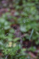 Poa sylvestris