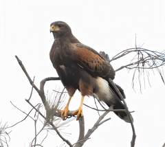 Parabuteo unicinctus