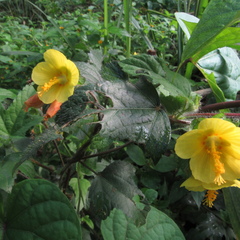 Malachra rudis