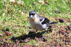 Fringilla coelebs moreletti