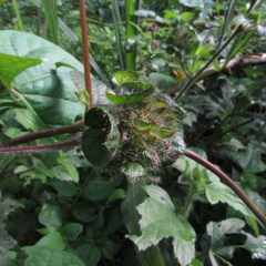 Malachra rudis