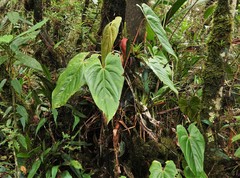 Anthurium cupreum
