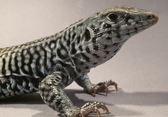 Tiger Whiptail photo 4