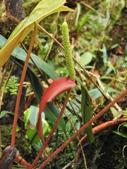 Anthurium cupreum