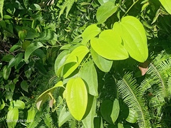 Smilax leucophylla